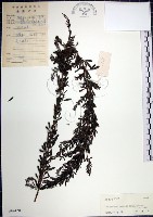 鐵掃帚、千里光藏品圖，第1張