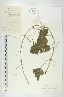 登錄號:S042422藏品圖，第1張