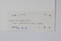 濱鹽膚木、羅氏鹽膚木藏品圖，第2張