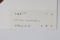 尖尾鳳、馬利筋藏品圖，第2張