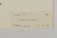 鱧腸藏品圖，第3張