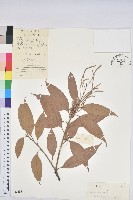 登錄號:S042432藏品圖，第1張