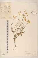 秋鼠麴草藏品圖，第1張