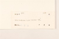 秋鼠麴草藏品圖，第3張