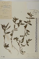 鱧腸藏品圖，第1張