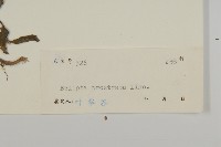 鱧腸藏品圖，第3張