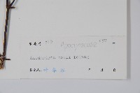 保亭鱔藤藏品圖，第2張