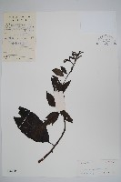 紫丹藏品圖，第1張