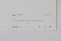 林生芒果藏品圖，第2張