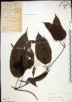 百部藏品圖，第1張