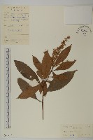 江南山柳藏品圖，第1張