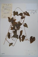 大花金錢豹藏品圖，第1張