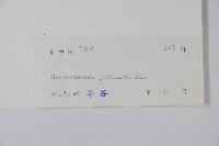 大花金錢豹藏品圖，第2張