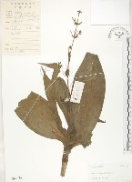 杜若藏品圖，第1張