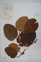 登錄號:S042462藏品圖，第1張