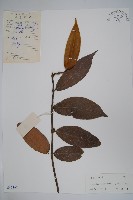 銹毛絡石藏品圖，第1張