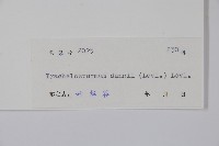 銹毛絡石藏品圖，第2張