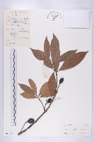 披針葉杜英藏品圖，第1張