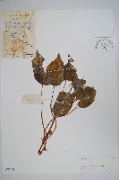 中華秋海棠藏品圖，第1張