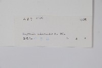 中華秋海棠藏品圖，第2張