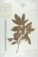 薄果猴歡喜藏品圖，第1張