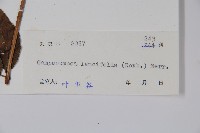 臺灣土黨參藏品圖，第2張