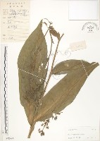 杜若藏品圖，第1張