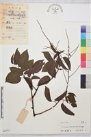 多花勾兒茶, 多花黃鱔藤藏品圖，第1張