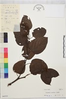 拐棗、枳椇藏品圖，第1張