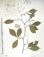 飛龍掌血藏品圖，第1張