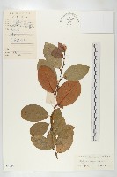 角花胡頹子藏品圖，第1張