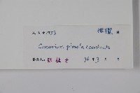 烏欖藏品圖，第2張