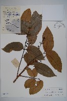 橄欖藏品圖，第1張