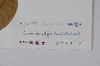 橄欖藏品圖，第2張