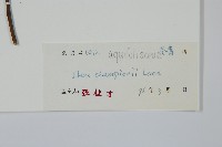 凹葉冬青藏品圖，第2張