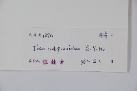 擬榕葉冬青藏品圖，第2張