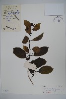 細果鐵冬青藏品圖，第1張