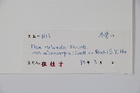 細果鐵冬青藏品圖，第2張