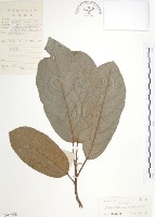 豬母乳、水同木藏品圖，第1張