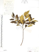 天仙果、臺灣榕藏品圖，第1張