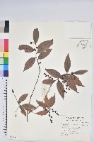 柔毛雲南越橘藏品圖，第1張