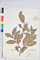 登錄號:S042575藏品圖，第1張