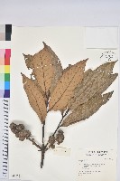登錄號:S042576藏品圖，第1張