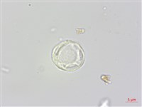 蟲蟻麻藏品圖，第1張