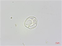 蟲蟻麻藏品圖，第2張