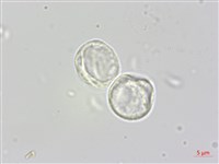 蟲蟻麻藏品圖，第3張