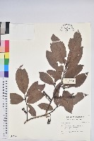 登錄號:S042593藏品圖，第1張