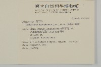昆明山海棠藏品圖，第2張
