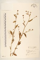 戴星草藏品圖，第1張