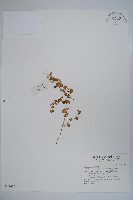 普剌特草藏品圖，第1張